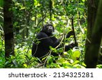 Chimpanzee in the forest. Chimp in the protected Kibale forest. Safari in Uganda. African wildlife. 