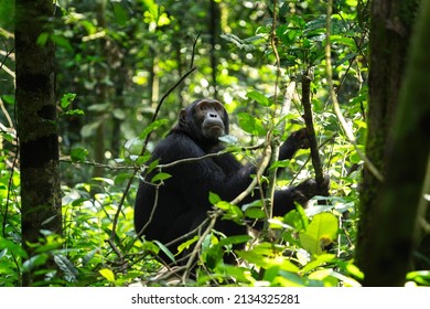 Chimpanzee In The Forest. Chimp In The Protected Kibale Forest. Safari In Uganda. African Wildlife. 