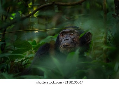 Chimpanzee in the forest. Chimp in the protected Kibale forest. Safari in Uganda. African wildlife.	