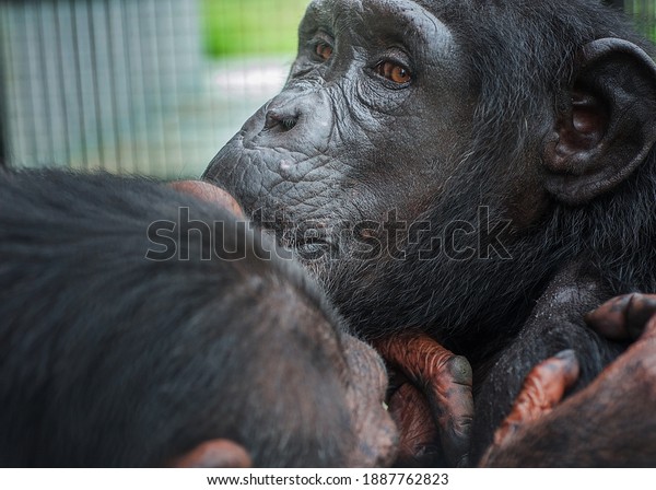 Chimpanzee\
Grooming - Animal Behavior -\
Captivity