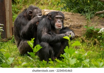 A chimpanzee grooming a fellow chimpanzee for lice and other insects.