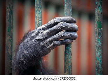 chimpanzee hand grip