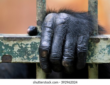 Chimpanzee Hand