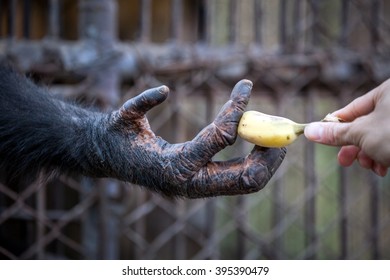 Chimpanzee Hand