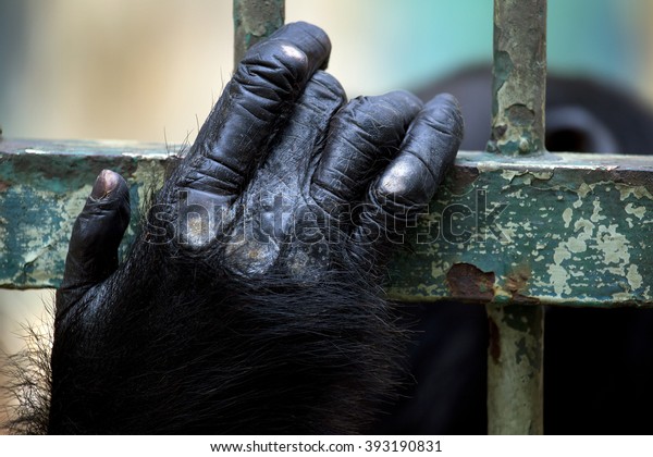 human hand and chimpanzee hand