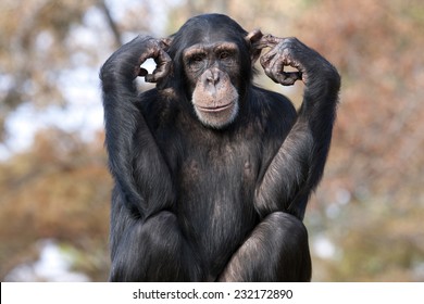 Chimpanzee Hear No Evil