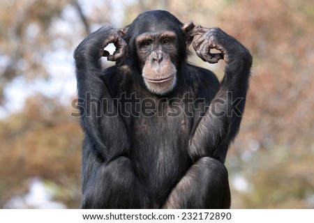 Chimpanzee hear no evil