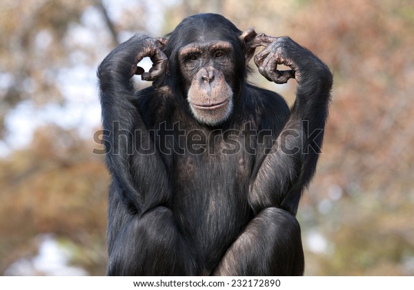 Chimpanzee hear no
evil