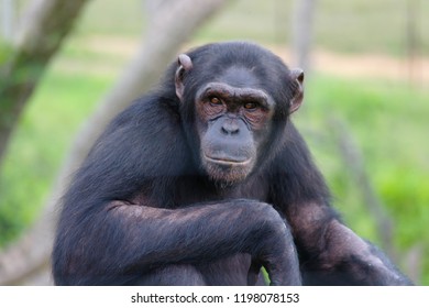 Chimpanzee (Hominidae) Sitting On The Grass, Pulling Funny Facial Gestures