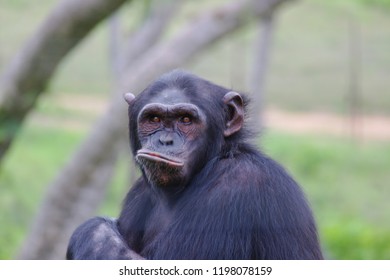 Chimpanzee (Hominidae) Sitting On The Grass, Pulling Funny Facial Gestures