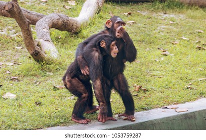 Chimpanzee Hugging Another Chimp In Affection At A Wildlife Sanctuary