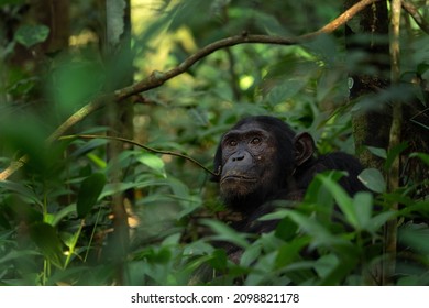 Chimpanzee in the Kibale national park. Group of chimps in the rain forest. Wildlife in Uganda.  - Shutterstock ID 2098821178