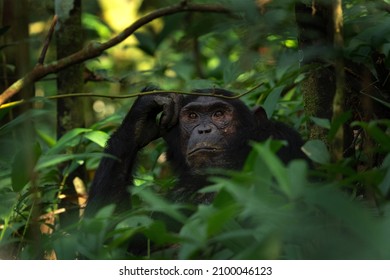 Chimpanzee in the Kibale national park. Group of chimps in the rain forest. Wildlife in Uganda.  - Shutterstock ID 2100046123