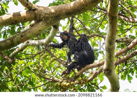 Chimpanzee in the Kibale national park. Group of chimps in the rain forest. Wildlife in Uganda. 