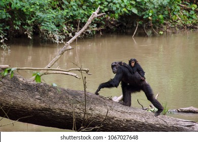 Chimpanzee in the Kyambura Gorge - Powered by Shutterstock