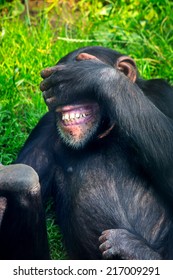 chimpanzee-laughing-on-grass-260nw-217009291.jpg