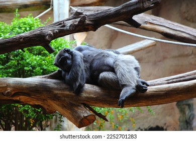 Chimpanzee lies on the branches of a tree with his head in his hands - Shutterstock ID 2252701283