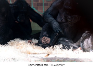 Chimpanzee Looking After An Infant. Chester Zoo