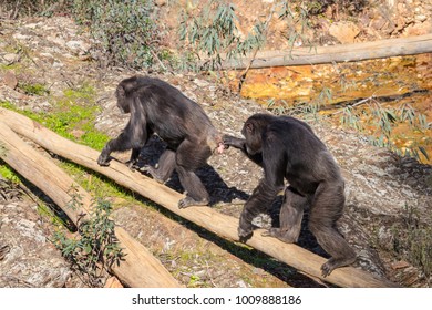 Chimpanzee Male And Female In Mating Season In Natural Habitat