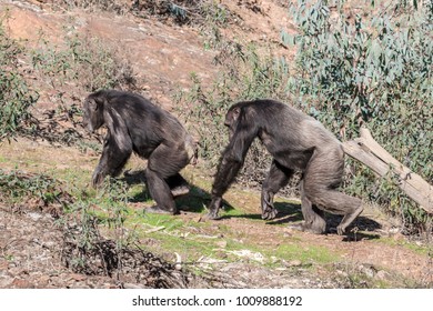 Chimpanzee Male And Female In Mating Season In Natural Habitat