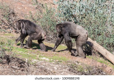 Chimpanzee Male And Female In Mating Season In Natural Habitat