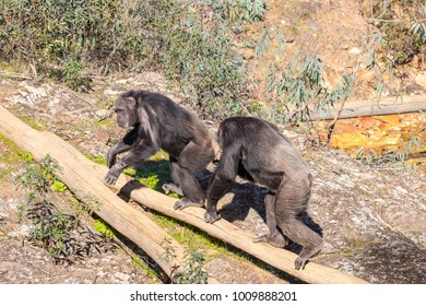 Chimpanzee Male And Female In Mating Season In Natural Habitat