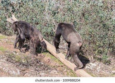 Chimpanzee Male And Female In Mating Season In Natural Habitat