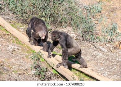 Chimpanzee Male And Female In Mating Season In Natural Habitat