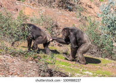 Chimpanzee Male And Female In Mating Season In Natural Habitat