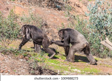 Chimpanzee Male And Female In Mating Season In Natural Habitat