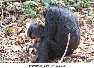 322 Chimps tanzania Images, Stock Photos & Vectors | Shutterstock