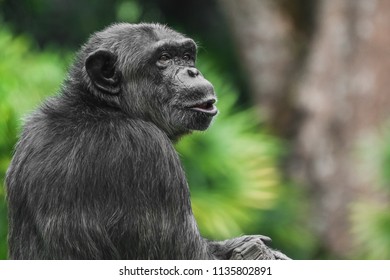 Chimpanzee Monkey Talking, Portrait, Close-up