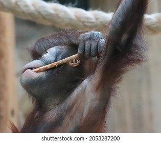 A Chimpanzee Monkey In The Zoo Gnaws A Stick. 