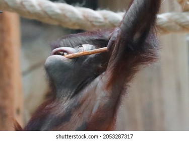 A Chimpanzee Monkey In The Zoo Gnaws A Stick. 