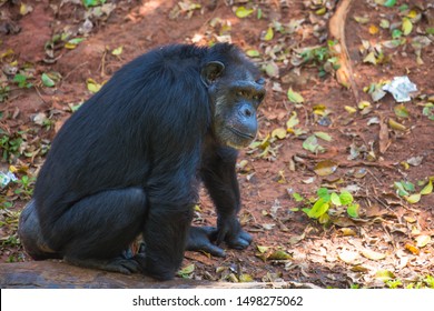 Chimpanzee Native Forests Western Central Africa Stock Photo 1498275062