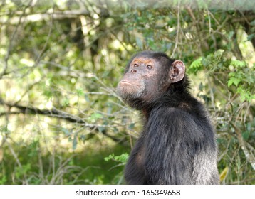 A Chimpanzee At Ol Pejeta Conservancy