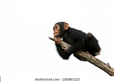 chimpanzee on a branch, isolated with white background
