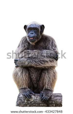 Similar – Image, Stock Photo Don’t feed the baboons III