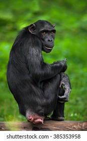 Chimpanzee, Pan troglodytes, black monkey sitting on the tree trunk with poke out butt. African animal in the nature habitat, Uganda.