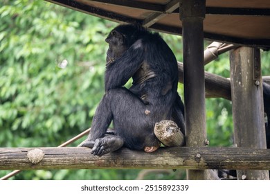 Chimpanzee (Pan Troglodytes, Chimp) -  a species of great ape - looking off into distance, back turned to camera in a pondering, thinking pose. - Powered by Shutterstock