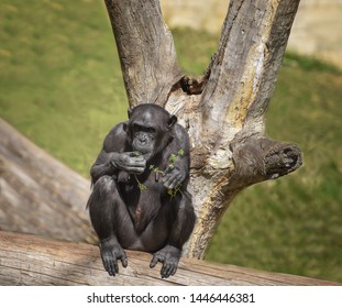 Chimpanzee, Pan troglodytes, common chimpanzee, robust chimpanzee, chimp with coarse black hair, bare face, fingers, toes, palms of the hands, soles of the feet. Portrait - Shutterstock ID 1446446381