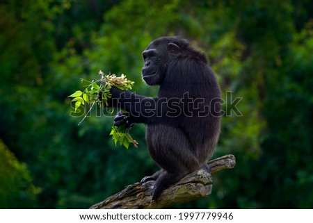 Chimpanzee, Pan troglodytes, feeding leaves on the tree trunk in the dark forest. Black monkey in the nature habitat, Uganda in Africa. Chimpanzee in the habitat, wildlife nature. Monkey primate food.