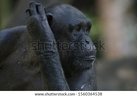 Similar – Image, Stock Photo gorilla Monkeys Gorilla