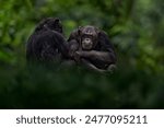 Chimpanzee, Pan troglodytes, monkey family in the forest, Congo in Africa. Ape animal in the nature habitat, dar green tropic mountain forest, Africa wildlife. Chimpanzee in habitat.