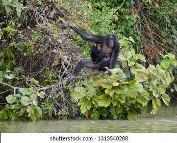 Chimpanzee (Pan troglodytes) in its natural habitat on Baboon Islands in The Gambia
