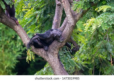 Chimpanzee (Pan) At A Zoo