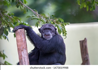 Chimpanzee (Pan) At A Zoo