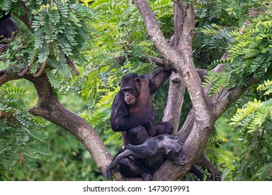 Chimpanzee (Pan) At A Zoo