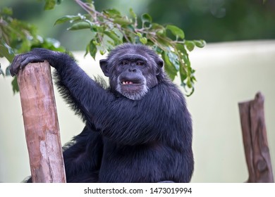 Chimpanzee (Pan) At A Zoo