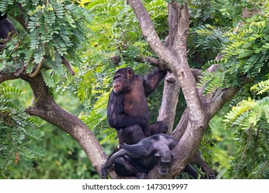 Chimpanzee (Pan) At A Zoo